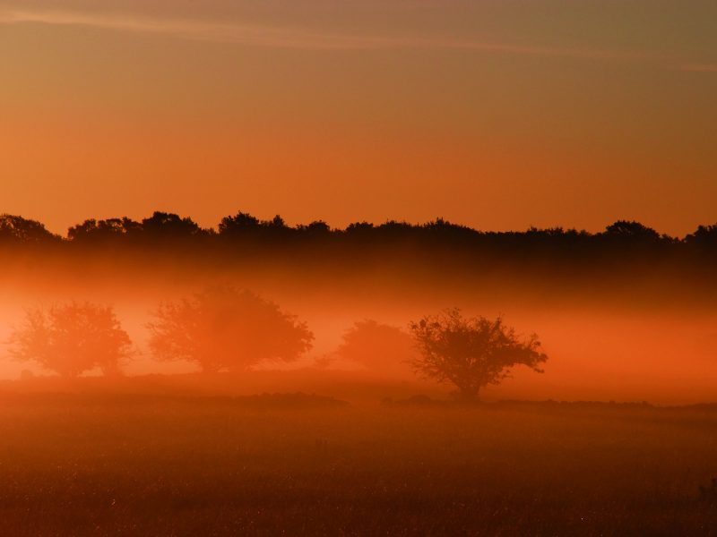 Öppna filmvisningar i höst