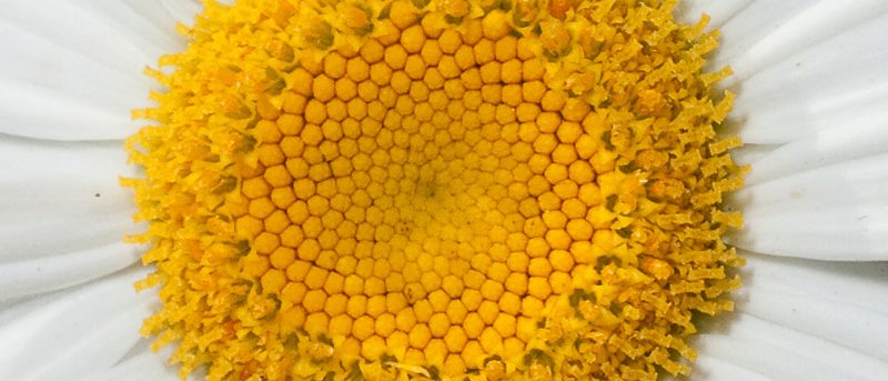 Gyllene snittet – ny sommarkursföreläsning