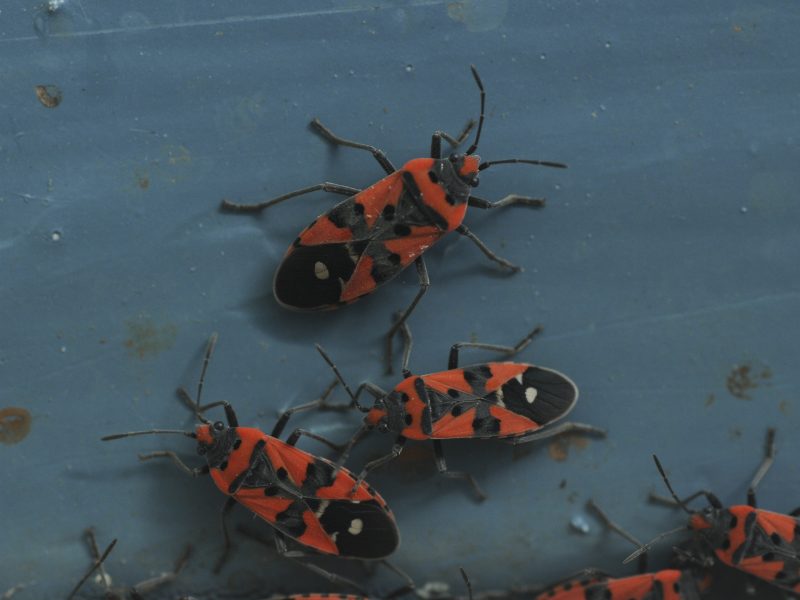 Europeisk BioBlitz 24-25 september