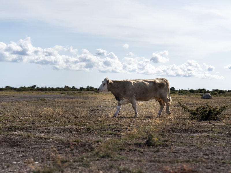 Nu kan du söka till höstens kurser på Öland